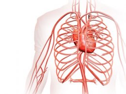 Cardiovascular System